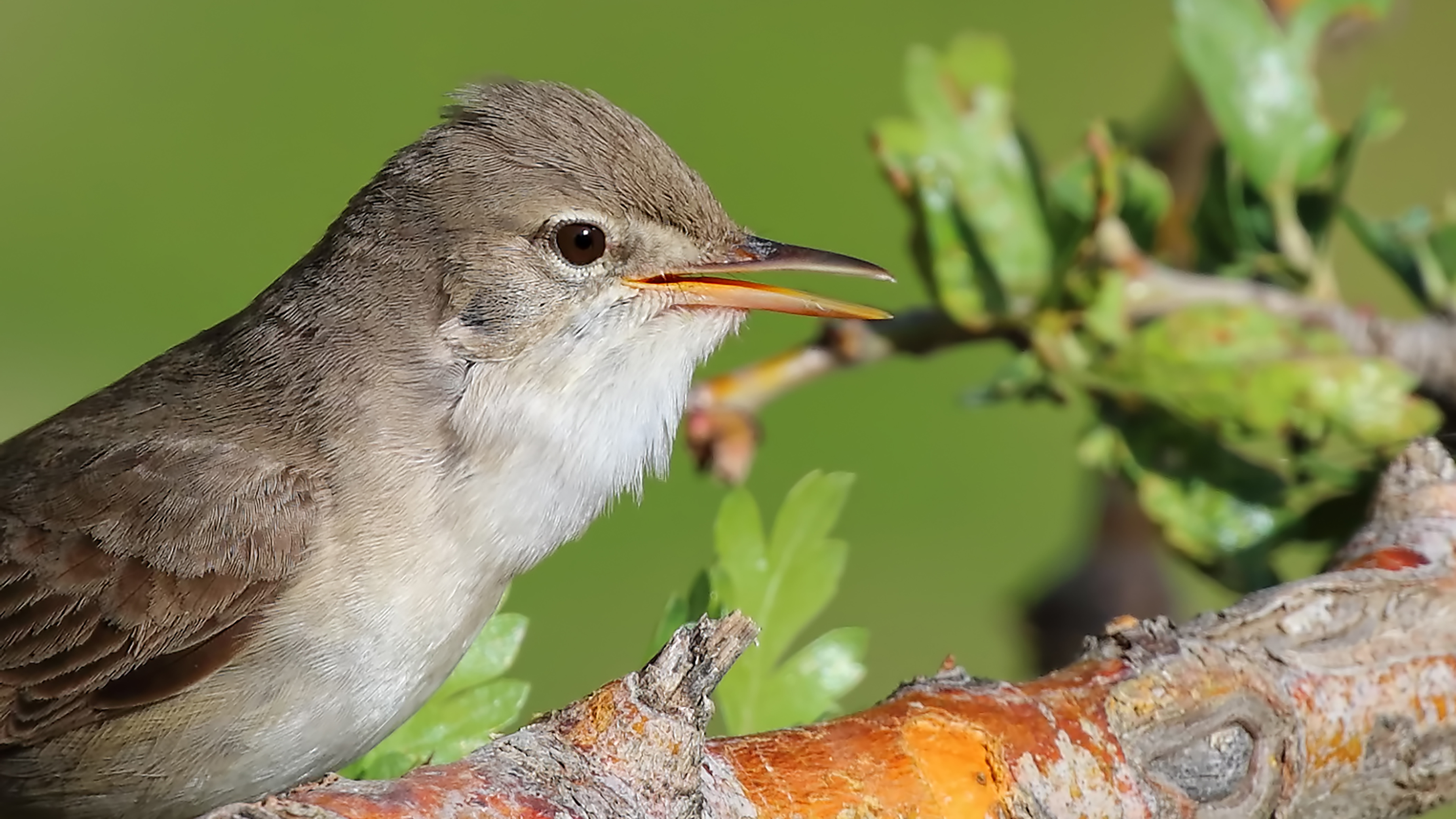 Upcher's Warbler